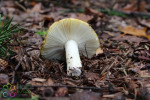 russula ochroleuca (4) (1000 x 667).jpg_product_product_product_product_product_product_product_product